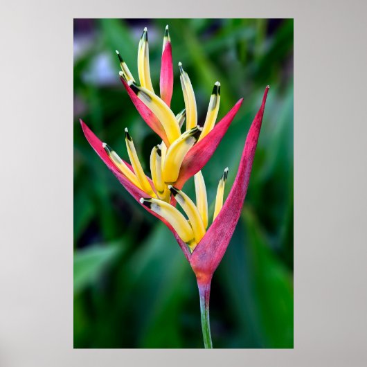 Malerisches Blume-Poster Poster (Vorne)