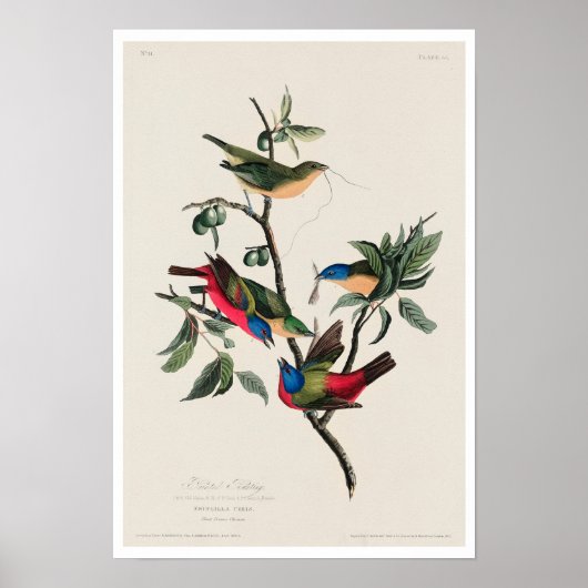 Malerisches Finch von Audubon Poster (Vorne)