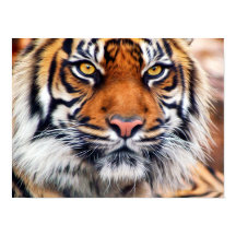 Malerisches Siberisches Tiger-Paint-Foto