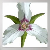Malerisches Trillium Spring Wildblume Poster (Vorne)