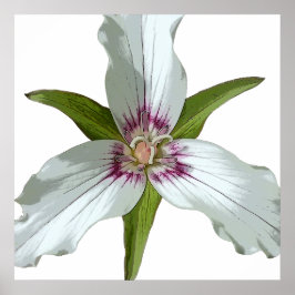 Malerisches Trillium Spring Wildblume Poster