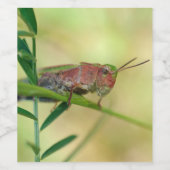 Malerisches Wiesengrasshopper-Weinetikett Weinetikett (Einzelnes Label)