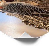 Malerrot Bellied Woodpecker Fotografie Print (Ecke)