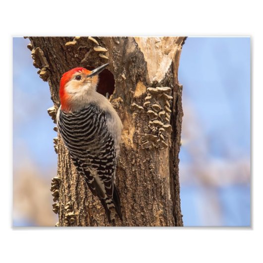 Malerrot Bellied Woodpecker Fotografie Print (Vorne)