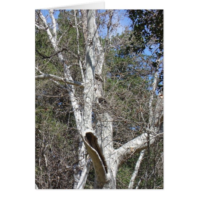 Malibu-Nebenfluss-Baum (Vorne)