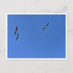 Malibu Vögel im Flug – Wildlife-Fotografie Postkarte