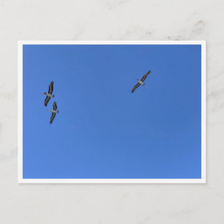 Malibu Vögel im Flug – Wildlife-Fotografie Postkarte