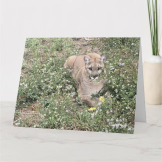 Malice ist eine schöne Karte