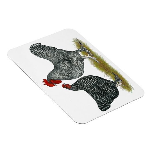 Maline Chickens Magnet (Rechte Seite)