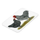 Maline Chickens Magnet (Linke Seite)