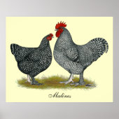 Maline Chickens Poster (Vorne)