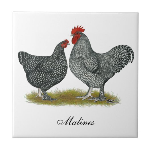 Maline Hühner Fliese (Vorderseite)
