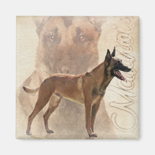 Malinois - belgischer Hirte - Mechelaar Magnet