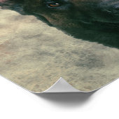 Malinois - Belgischer Hirte - Mechelaar - Maligato Poster (Ecke)