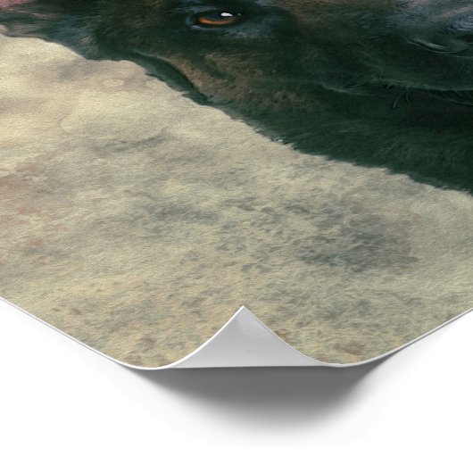 Malinois - Belgischer Hirte - Mechelaar - Maligato Poster (Ecke)