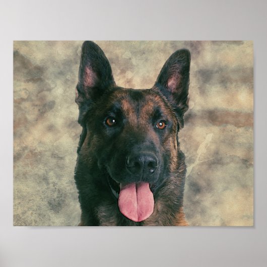 Malinois - Belgischer Hirte - Mechelaar - Maligato Poster (Vorne)