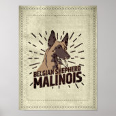 Malinois - Belgischer Hirte - Mechelaar - Maligato Poster (Vorne)