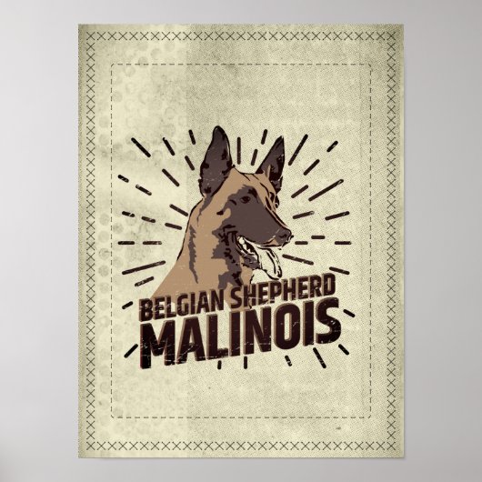 Malinois - Belgischer Hirte - Mechelaar - Maligato Poster (Vorne)