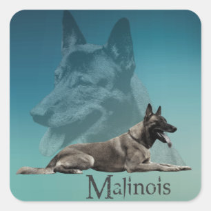 Malinois - Belgischer Hirte - Mechelaar - Maligato Quadratischer Aufkleber