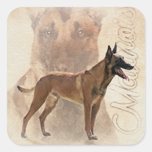 Malinois - belgischer Hirte - Mechelaar Quadratischer Aufkleber (Vorderseite)