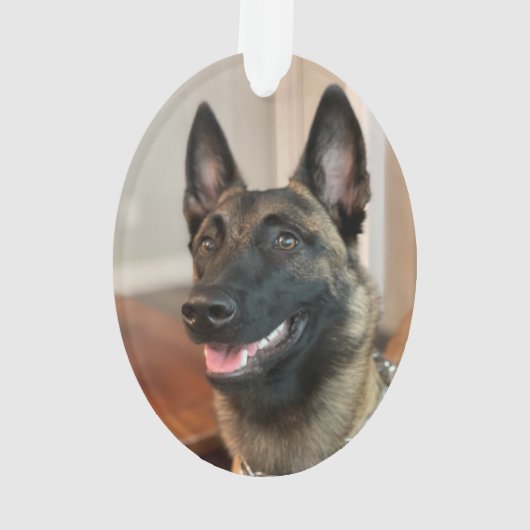 Malinois Dog Ornament (Rückseite)