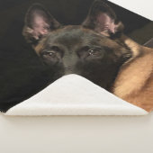 Malinois Dog Sherpadecke (3/4)