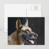 Malinois ( Hund ) mit Blaumeise Postkarte (Vorne/Hinten)