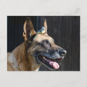 Malinois ( Hund ) mit Blaumeise Postkarte