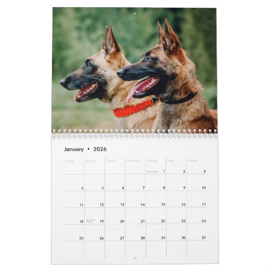 Malinois-Kalender 2026 Kalender (Jan 2026)