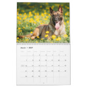 Malinois-Kalender 2026 Kalender (Mär 2027)