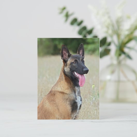 Malinois Postkarte (Stehend Vorderseite)