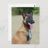 Malinois Postkarte (Vorne/Hinten)