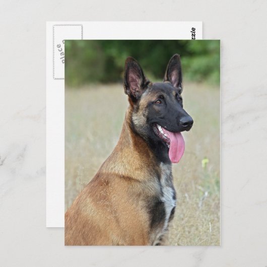 Malinois Postkarte (Vorne/Hinten)