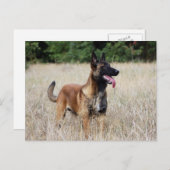Malinois Postkarte (Vorne/Hinten)
