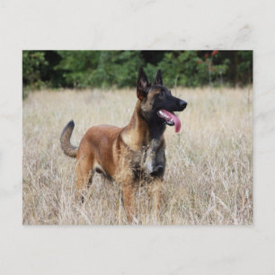 Malinois Postkarte