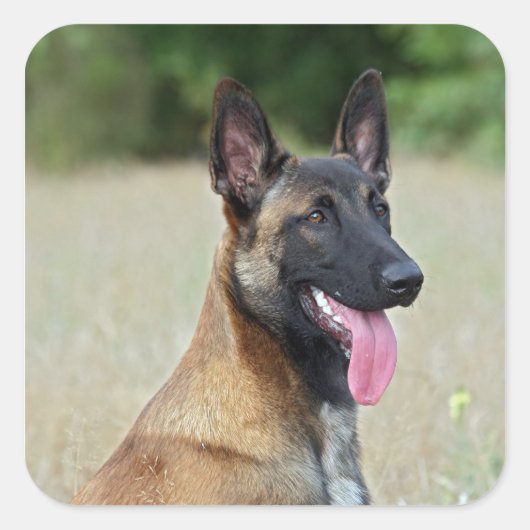 Malinois Quadratischer Aufkleber (Vorderseite)