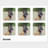 Malinois Quadratischer Aufkleber (Blatt)