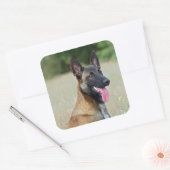 Malinois Quadratischer Aufkleber (Umschlag)