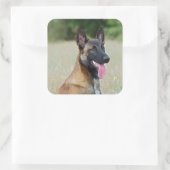 Malinois Quadratischer Aufkleber (Tasche)
