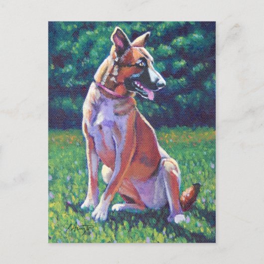Malinois Shepherd auf Grassy Field Postkarte (Vorderseite)