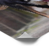 Malinois und Border Collie Running on Bridge Poster (Ecke)
