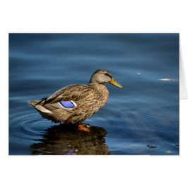 Mallard