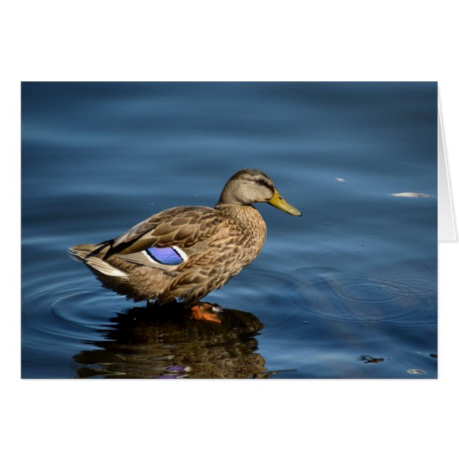 Mallard (Vorderseite (Horizontal))