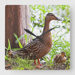Mallard and Ducklings by Shirley Taylor Quadratische Wanduhr