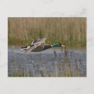 Mallard auf der Flugpostkarte Postkarte