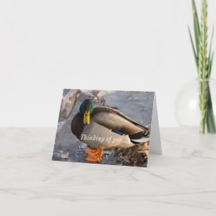 Mallard auf Eis denken Sie an Ihre Karte