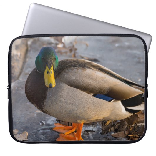 Mallard auf Eis Laptopschutzhülle (Vorderseite)