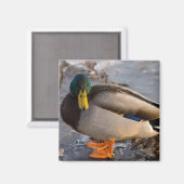 Mallard auf Eis Magnet (Vorderseite/Rückseite)