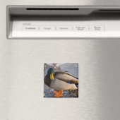 Mallard auf Eis Magnet (In Situ (Geschirrspüler))