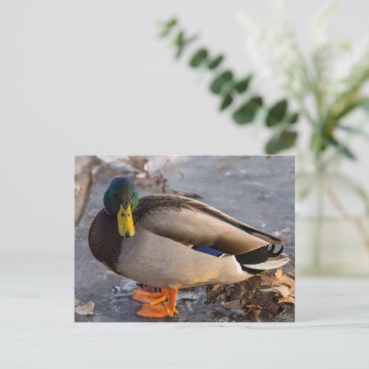 Mallard auf Eis Postkarte (Stehend Vorderseite)